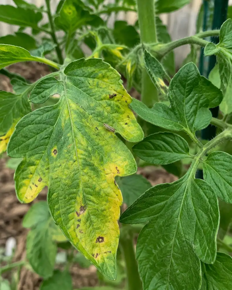A tomato leaf with yellow spots beside healthy leaves